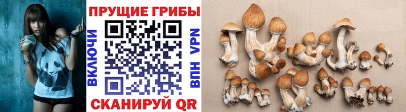 гидра как войти  купить наркоту  Надым  Псилоцибиновые грибы Cubensis 